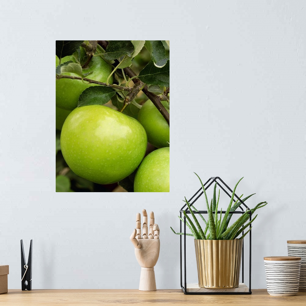 A bohemian room featuring Granny Smith apple on the tree, ripe and ready for harvest, Washington