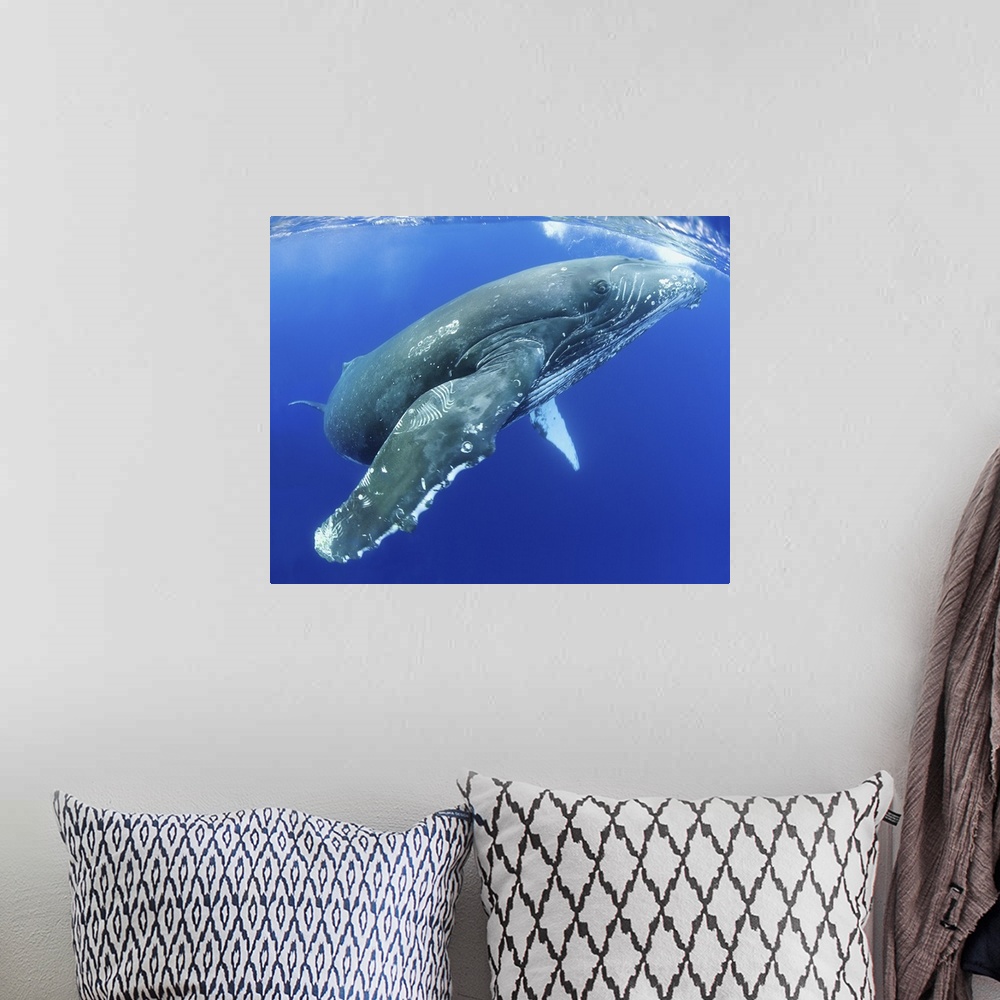 A bohemian room featuring Hawaii, Maui, Close-Up Of Humpback Whale Near The Ocean's Surface