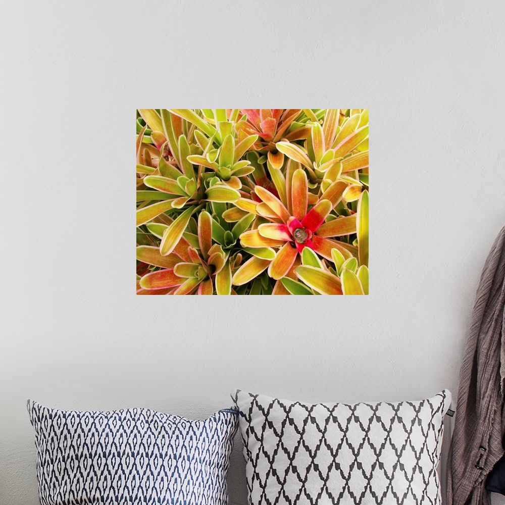 A bohemian room featuring Hawaii, Maui, Cluster Of Colorful Bromeliad Plants