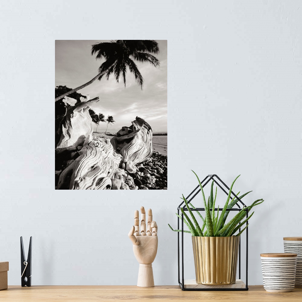 A bohemian room featuring Hawaii, Maui, Olowalu, Palm Tree And Driftwood In The Afternoon Light