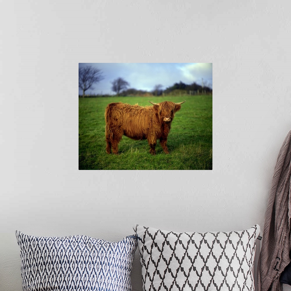 A bohemian room featuring Highland Cow, County Donegal, Ireland