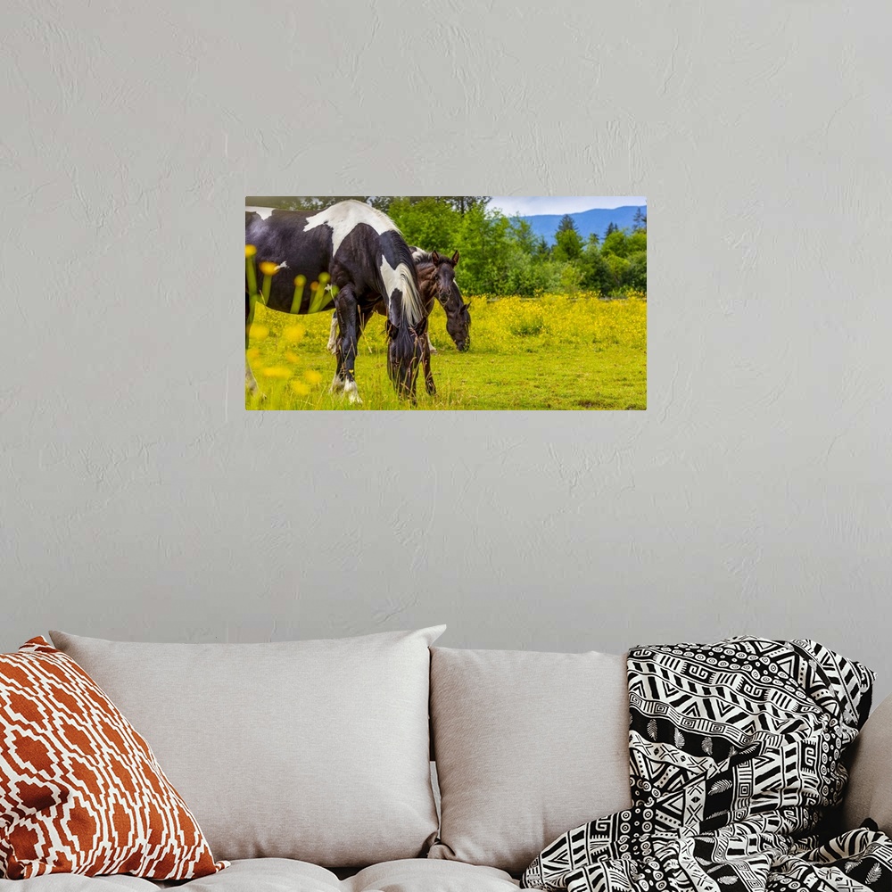 A bohemian room featuring Horses and foal standing together in a pasture; Saskatchewan, Canada