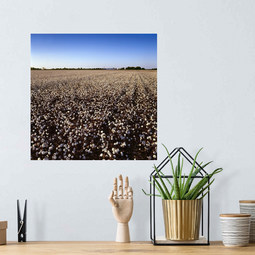 A bohemian room featuring Large field of harvest stage cotton with farm buildings and grain bins in late afternoon