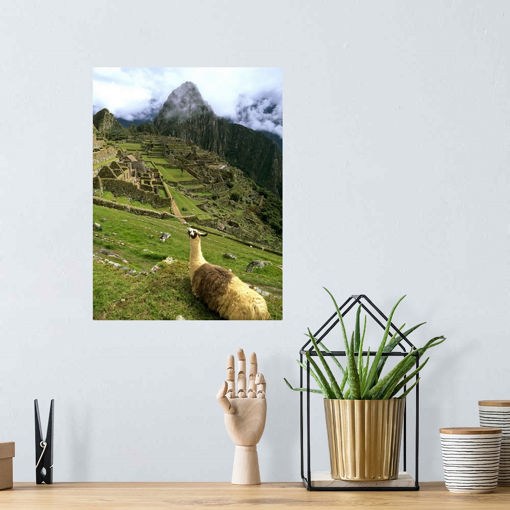 A bohemian room featuring Llama At Machu Picchu
