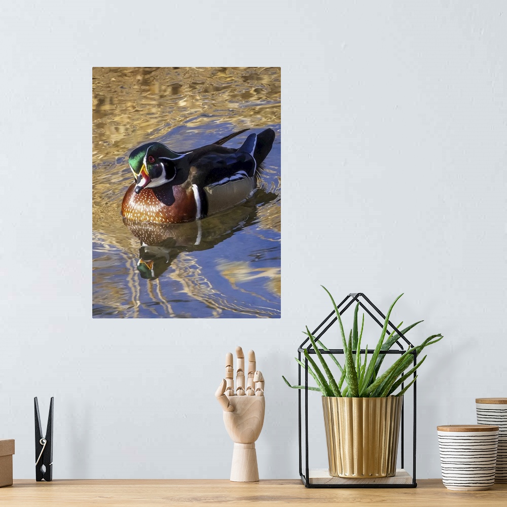 A bohemian room featuring Male wood duck (aix sponsa) in water. Colorado, united states of America.