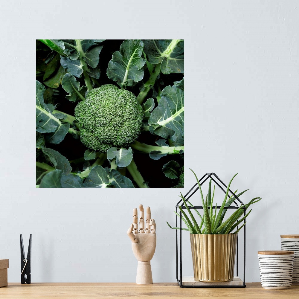 A bohemian room featuring Mature head of broccoli ready for harvest, Salinas Valley, California