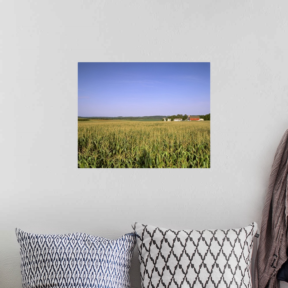 A bohemian room featuring Mid growth tasseled grain corn field in late afternoon light