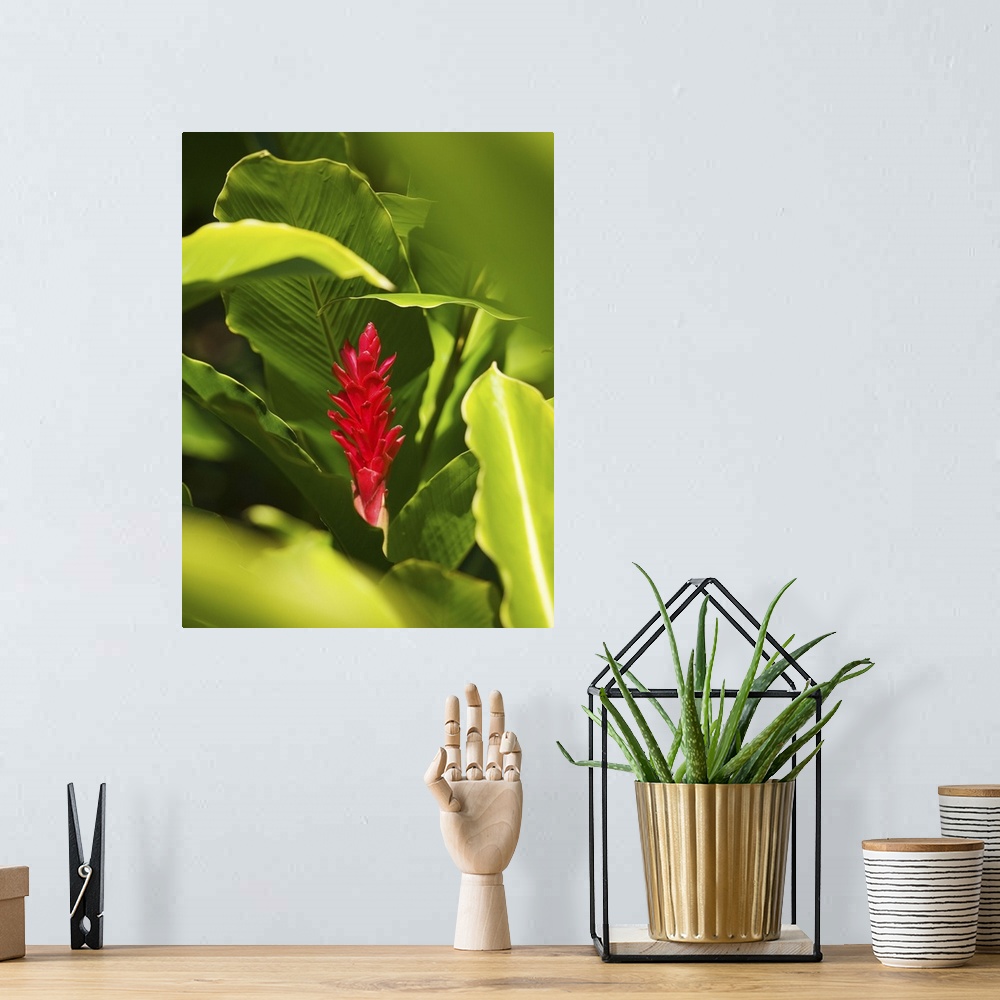 A bohemian room featuring Red Ginger Flower Between Green Leaves