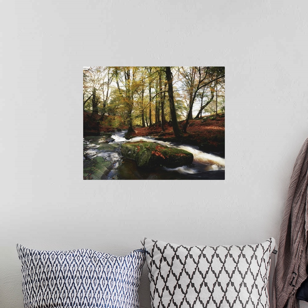 A bohemian room featuring Sally Gap, County Wicklow, Ireland, Creek In Woods In Autumn