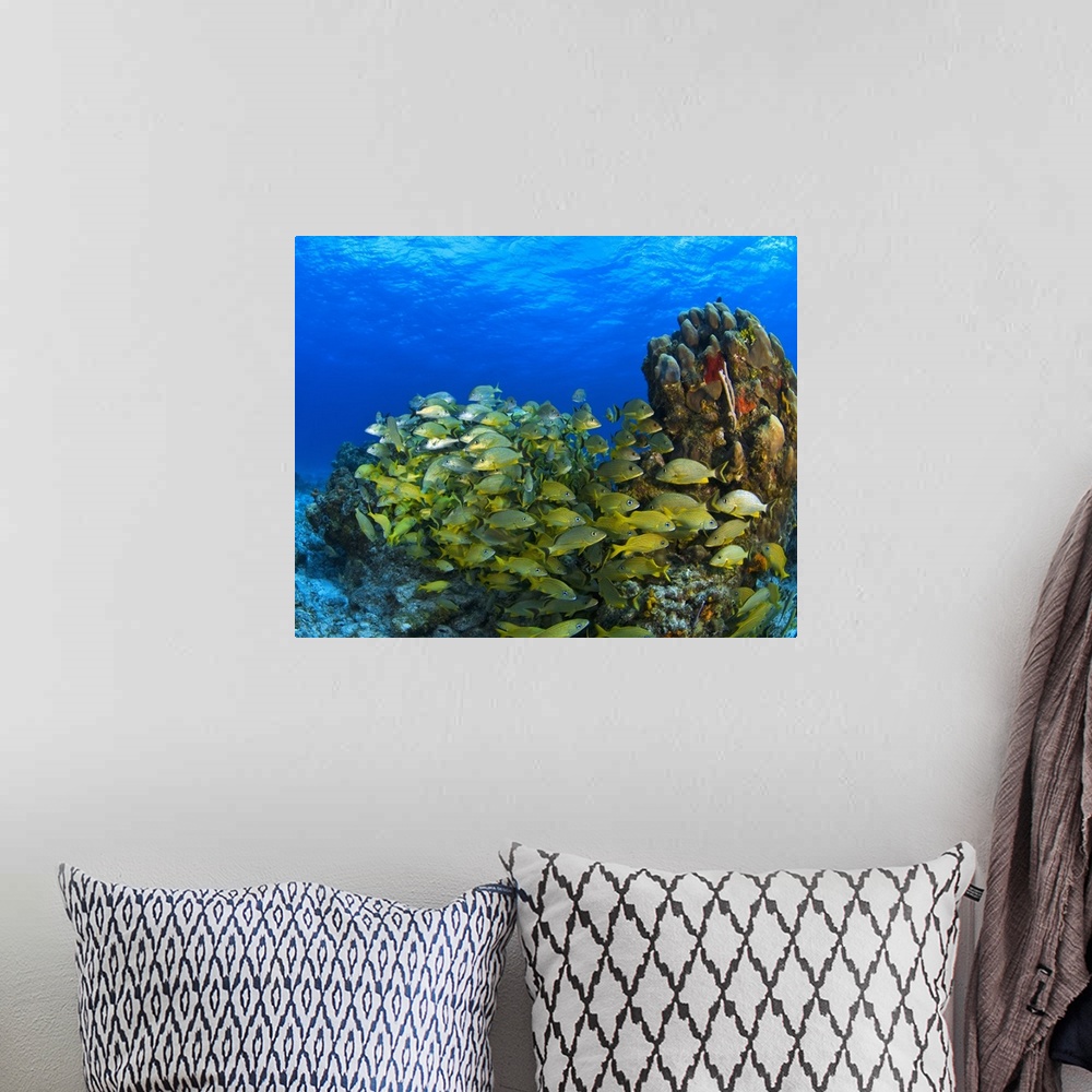 A bohemian room featuring Schooling Fish On Coral Reef, Cozumel, Mexico