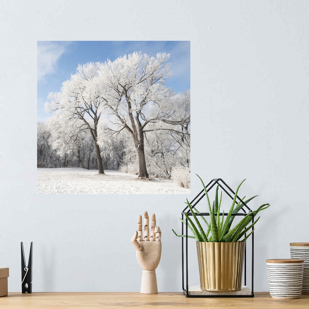 A bohemian room featuring Snow On The Ground And Trees, Winnipeg, Manitoba, Canada