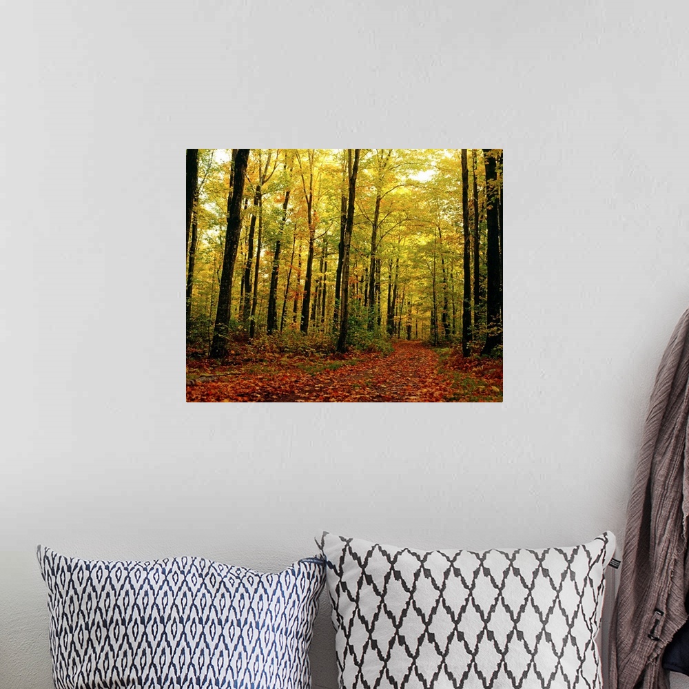 A bohemian room featuring Trees With Autumn Leaves In The Forest