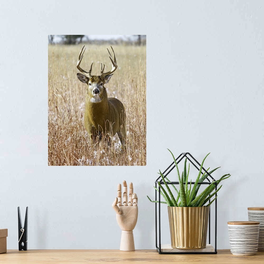 A bohemian room featuring White-tailed deer (odocoileus virginianus) stag, eastern plains, Colorado, united states of America.
