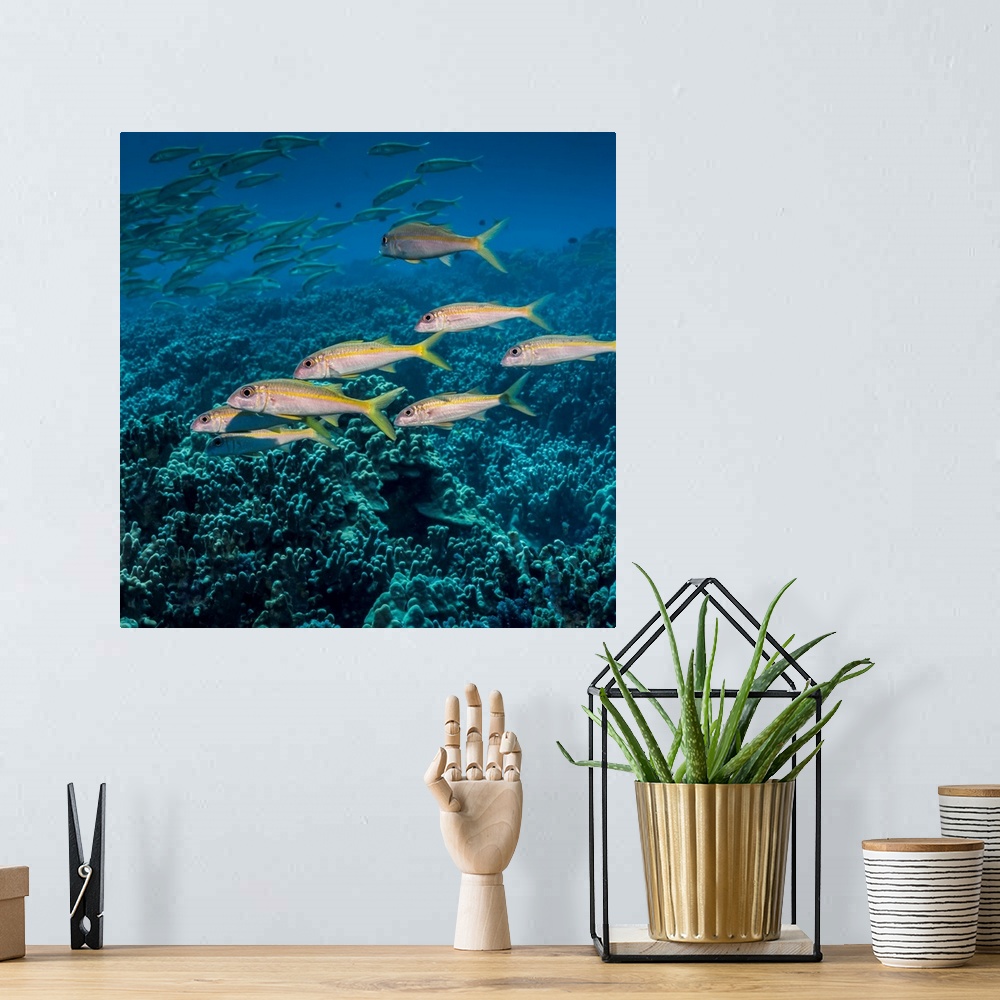 A bohemian room featuring Yellowfin Goatfish (Mulloidichthys vanicolensis) schooled off the Kona coast, Kona, Island of Haw...