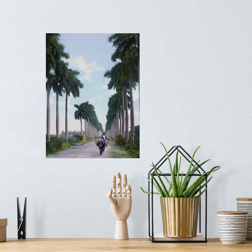 A bohemian room featuring Avenue of Palms Havana