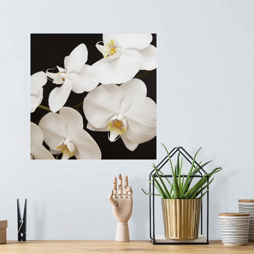 A bohemian room featuring Dramatic Orchid 1
