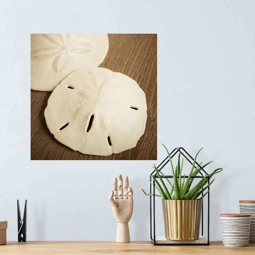 A bohemian room featuring Natural Sand Dollars