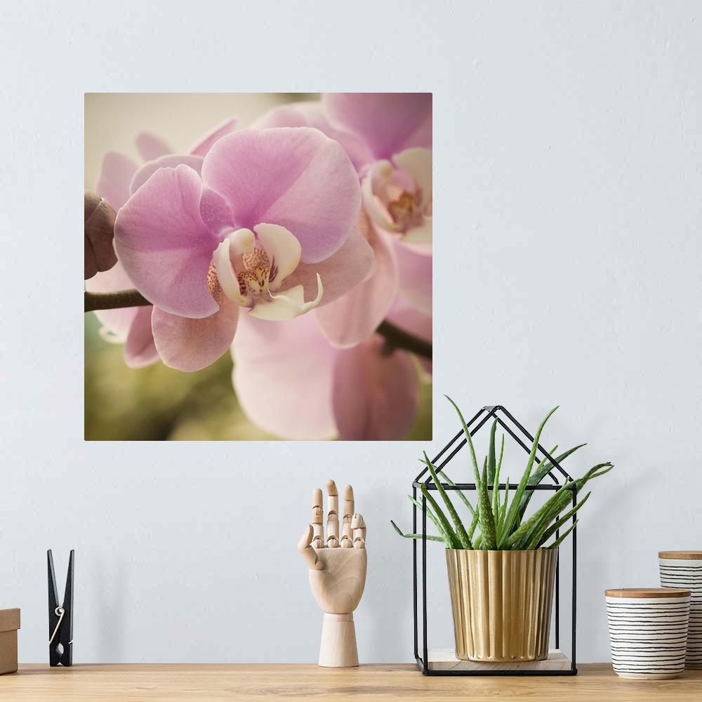 A bohemian room featuring Close-up photograph of a vibrant pink orchid.