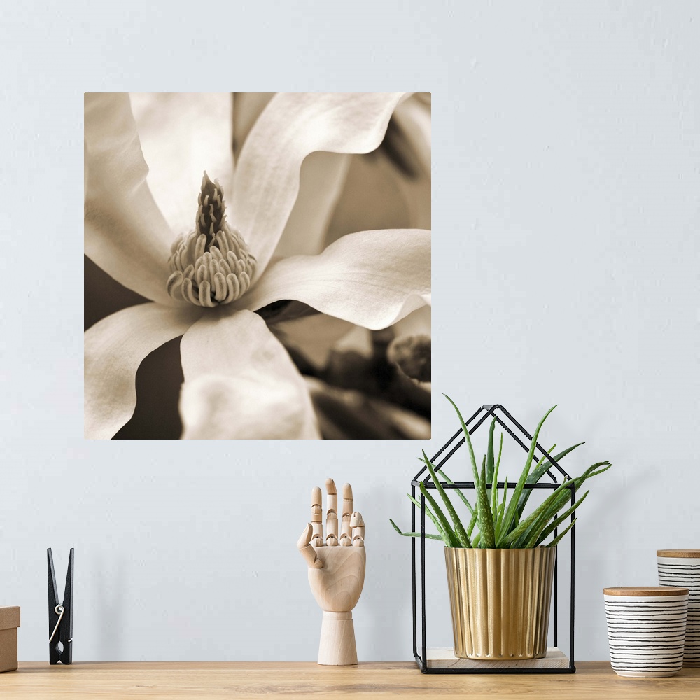 A bohemian room featuring Close-up sepia toned photograph of a magnolia.