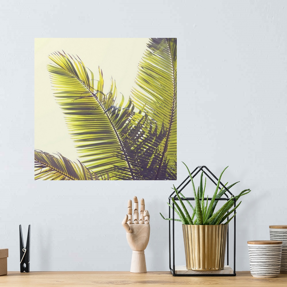 A bohemian room featuring Sunshine Palm Trees