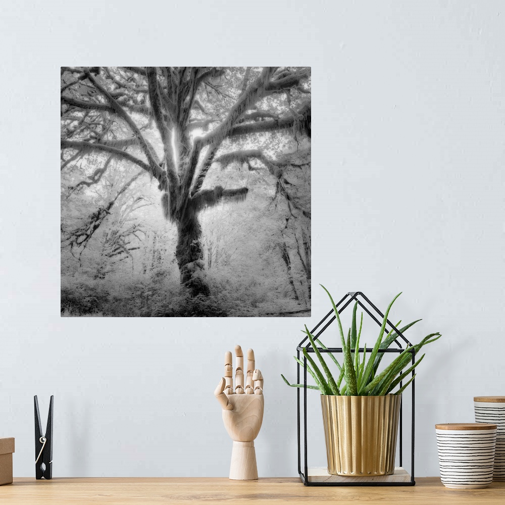 A bohemian room featuring Tree, forest, black and white photography