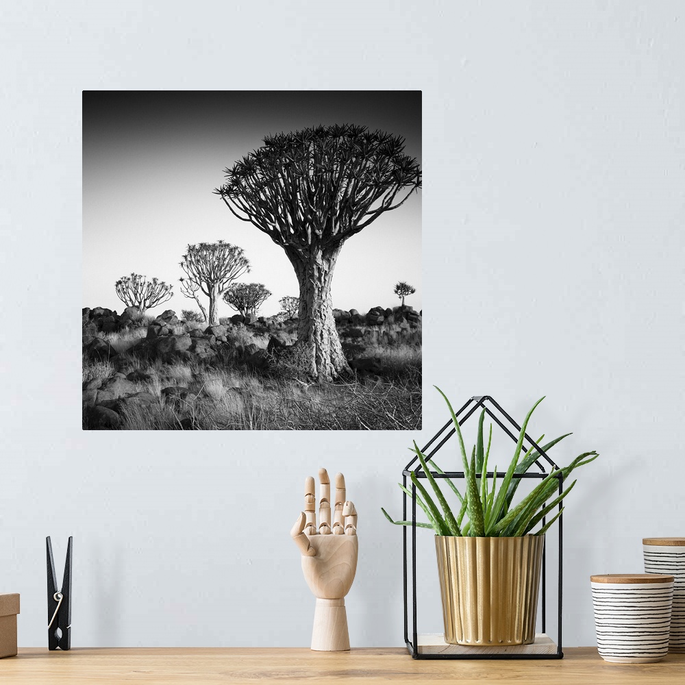 A bohemian room featuring Namibia Quiver Trees, black and white photography