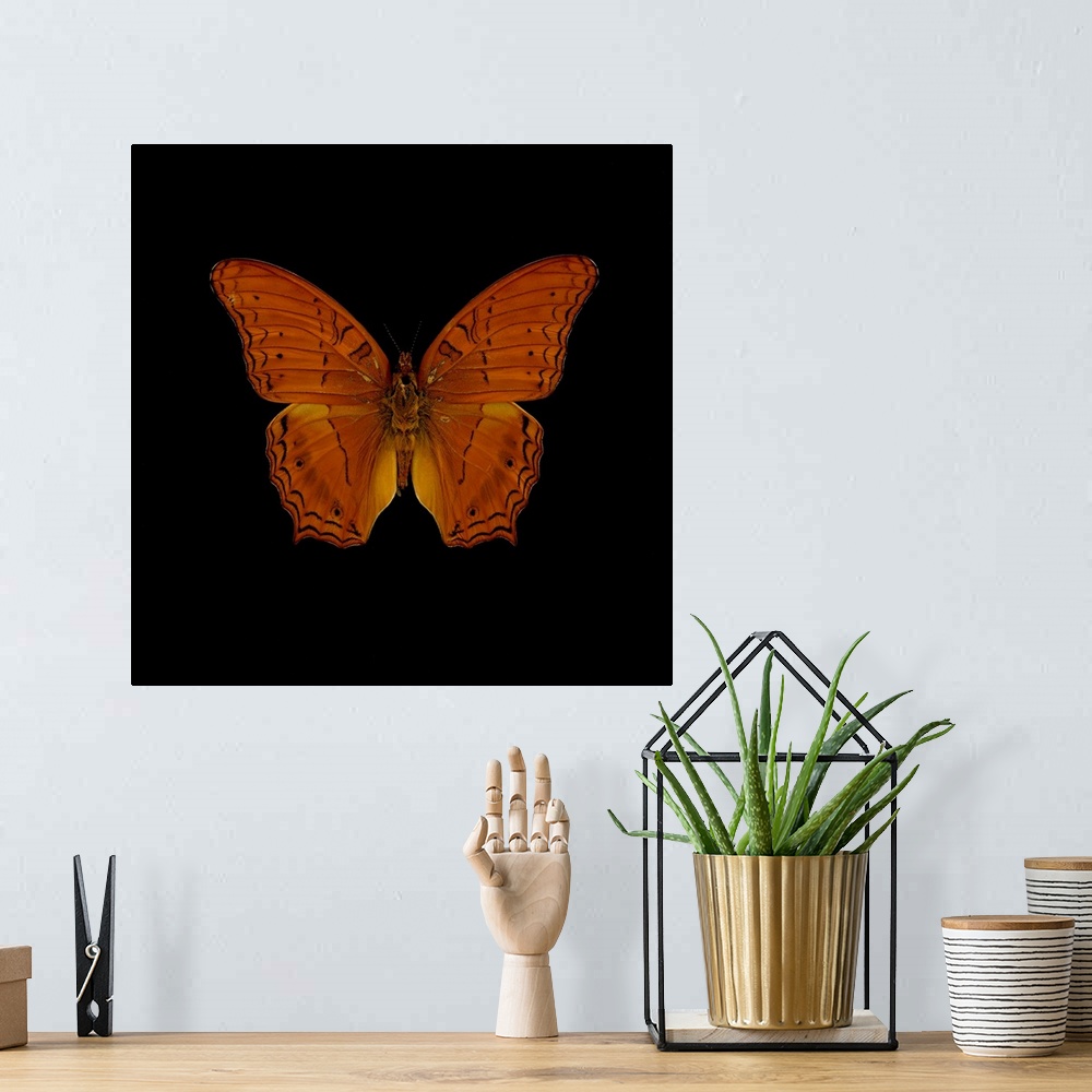 A bohemian room featuring Orange Butterfly on Black
