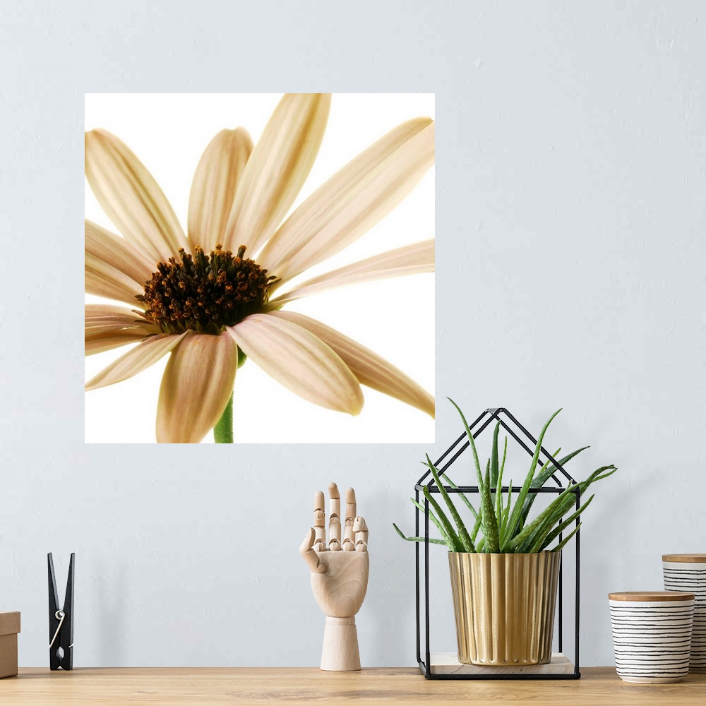 A bohemian room featuring Osteospurmum on White 01