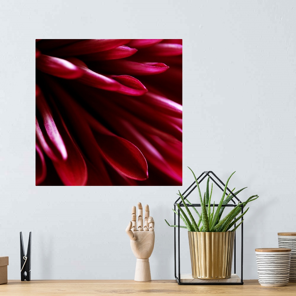 A bohemian room featuring Red Chrysanthemum Close up 02