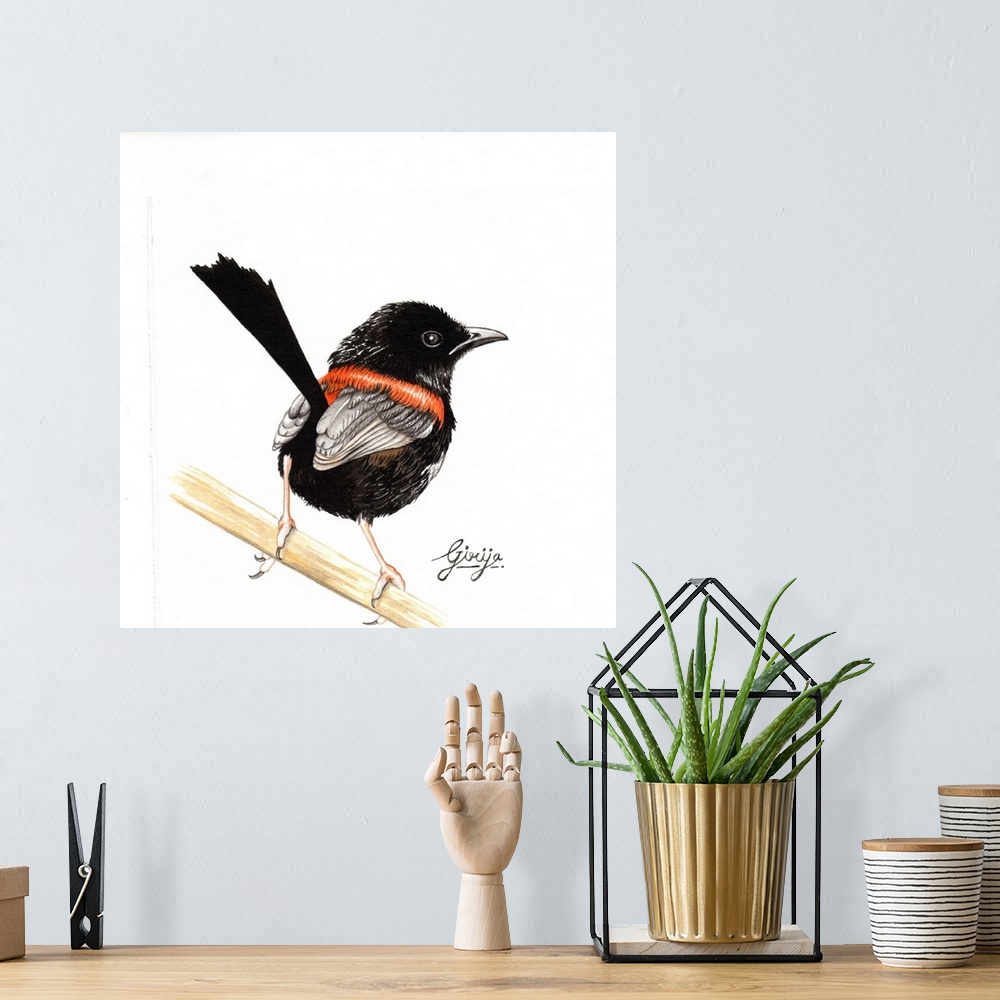 A bohemian room featuring This little black red backed fairy wren bird painted in watercolor on paper.