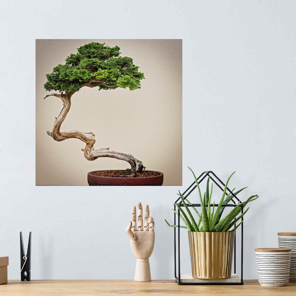 A bohemian room featuring Bonsai Tree