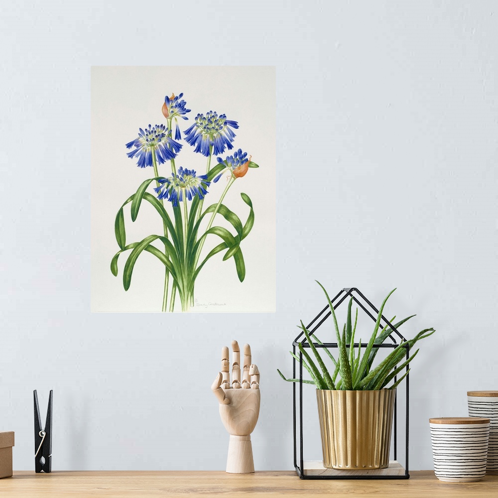 A bohemian room featuring Agapanthus Group