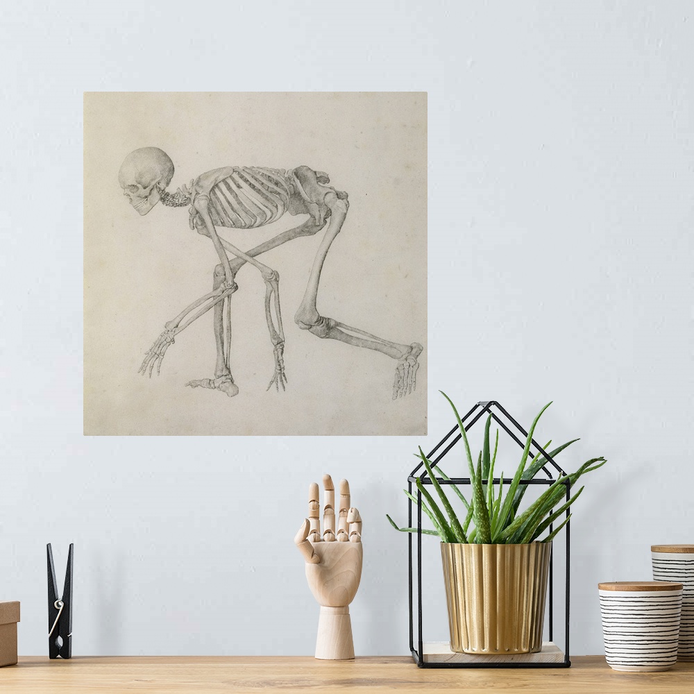 A bohemian room featuring Human Skeleton: Lateral view in Crouching Posture