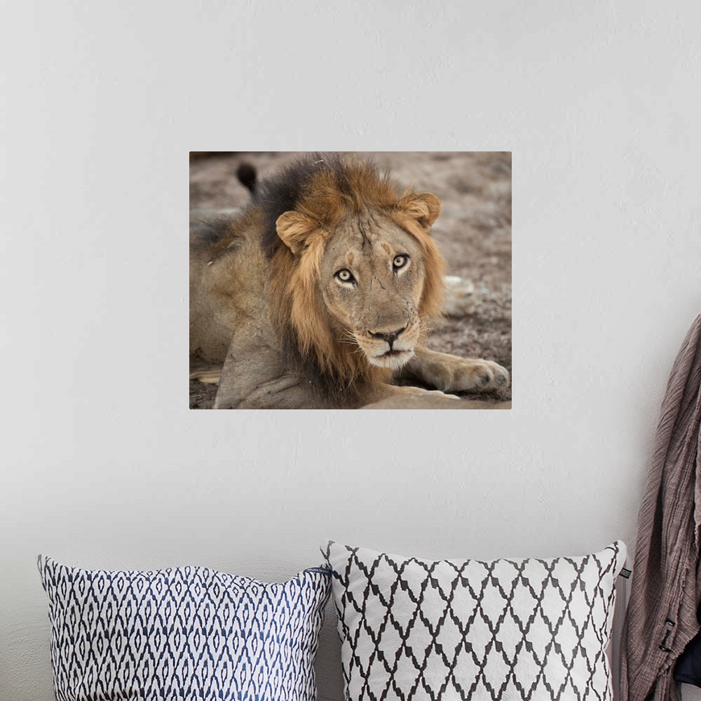A bohemian room featuring Wildlife photograph of a lion starring with wide eyes.