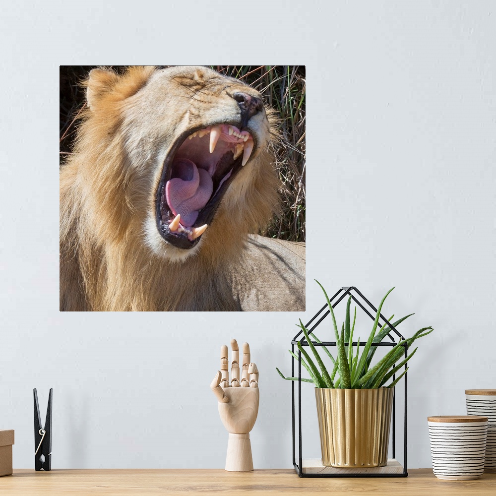 A bohemian room featuring Square photograph of a lion roaring and showing off its large teeth.