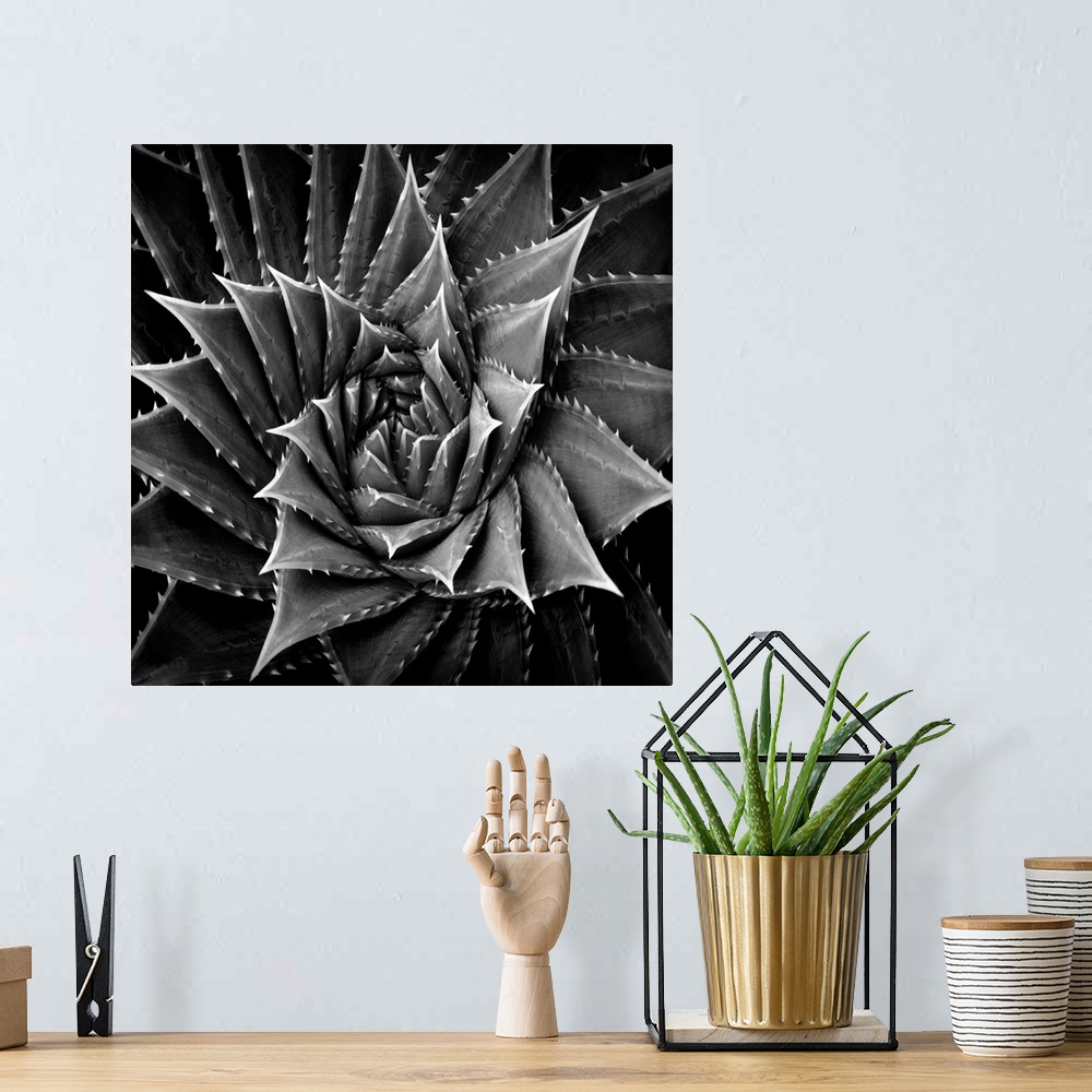 A bohemian room featuring Square illustration of a black and white succulent.