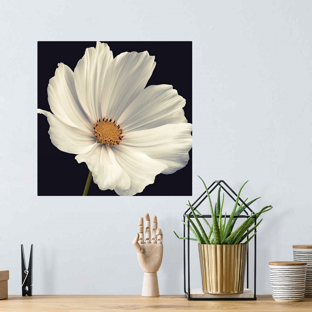 A bohemian room featuring A square photograph of a close up view of a white cosmos flower.