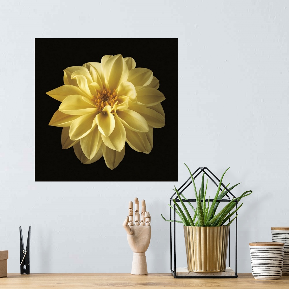 A bohemian room featuring Beautiful yellow flower bloom against a black backdrop.