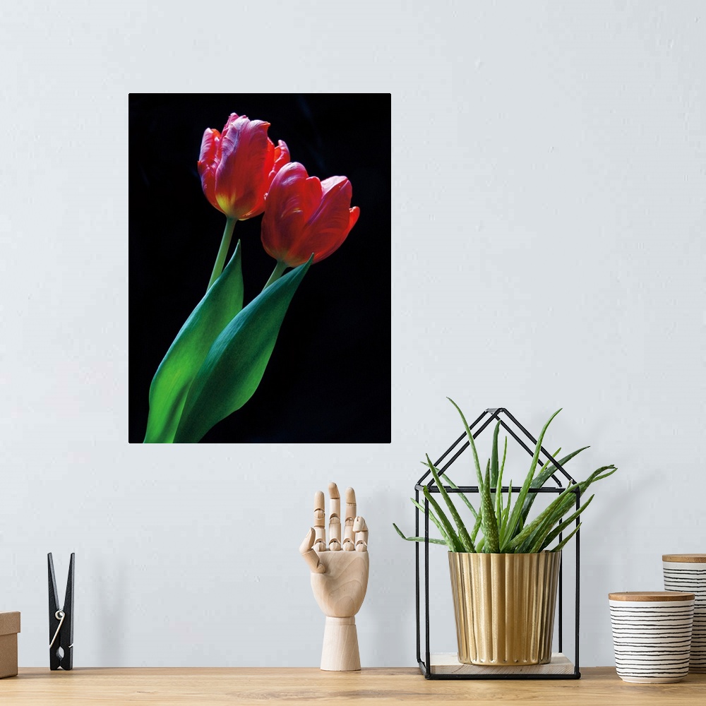 A bohemian room featuring Vertical photograph of two red tulip with long leaves against a black backdrop.