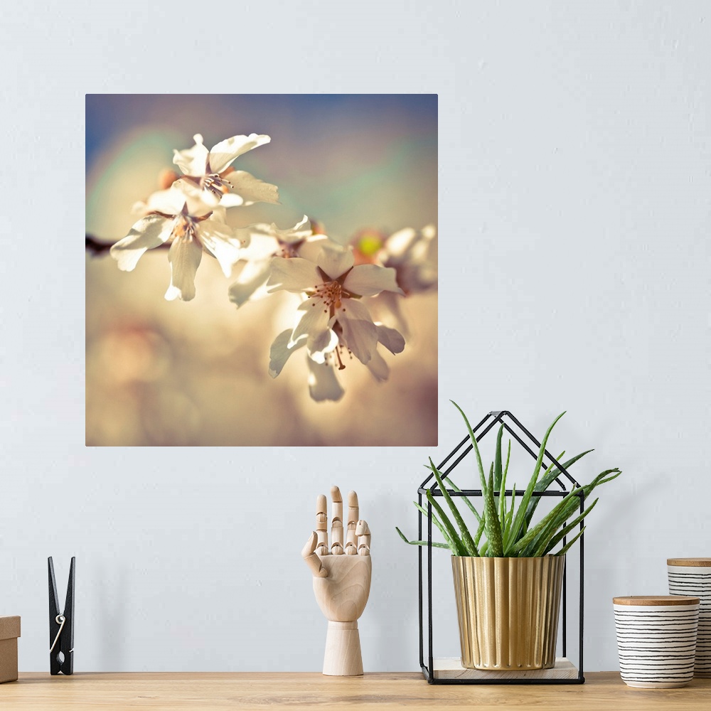 A bohemian room featuring Square photograph of a branch of white apple blossoms.