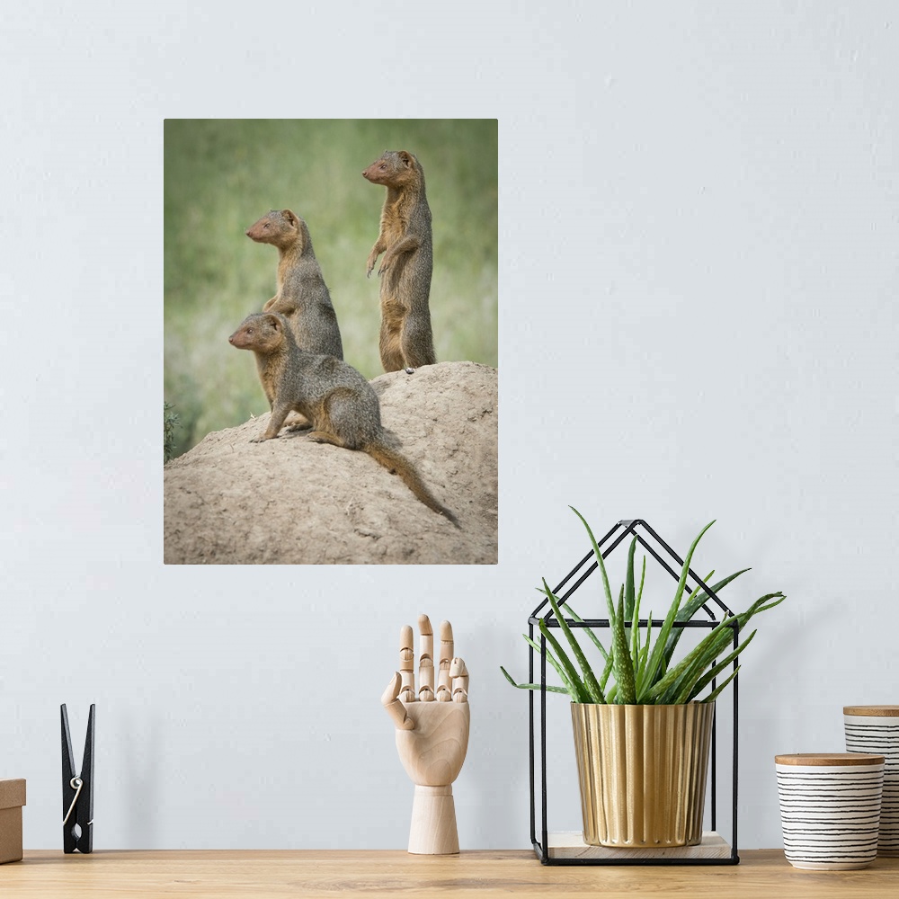 A bohemian room featuring Africa, Tanzania. A family of pygmy mongoose keeps vigil from atop an ant hill in the Serengeti. ...