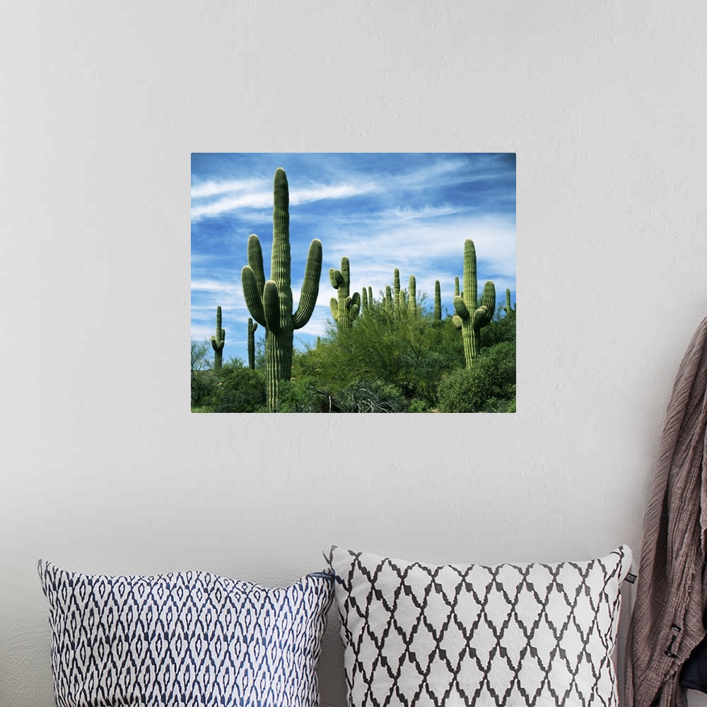 A bohemian room featuring USA, Arizona, Saguaro National Park, Saguaro cacti.
