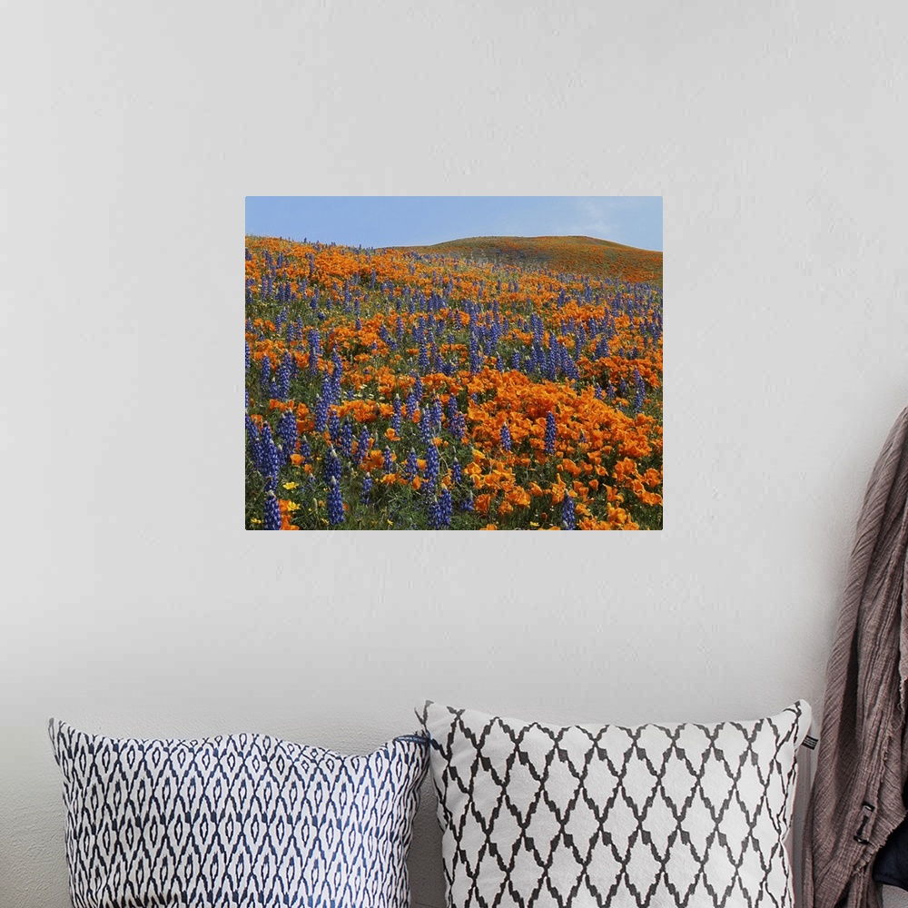 A bohemian room featuring USA, California, Tehachapi Mountains California Poppies, Lupine and Goldfields.
