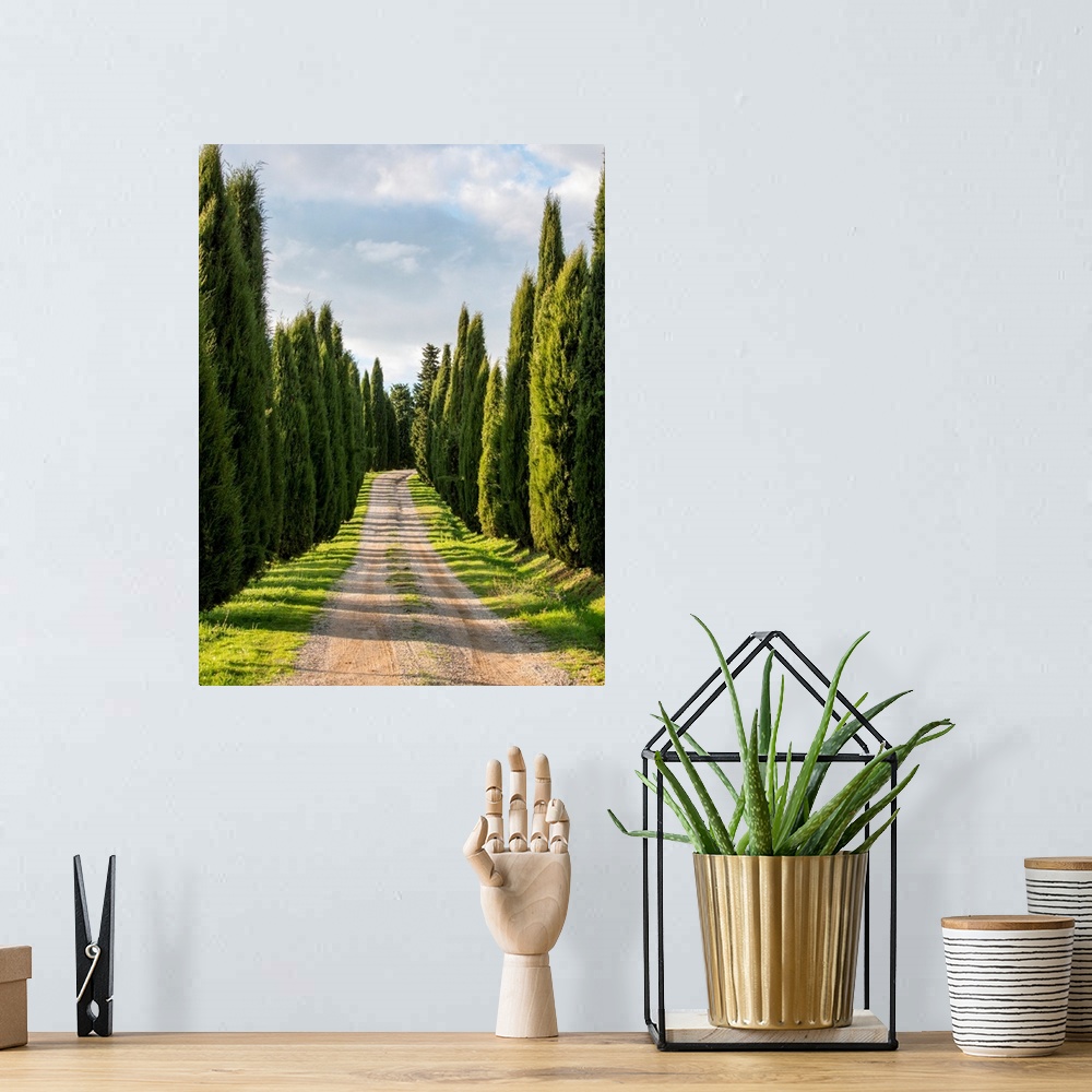 A bohemian room featuring Europe, Italy, Tuscany, Long Driveway lined with Cypress trees.