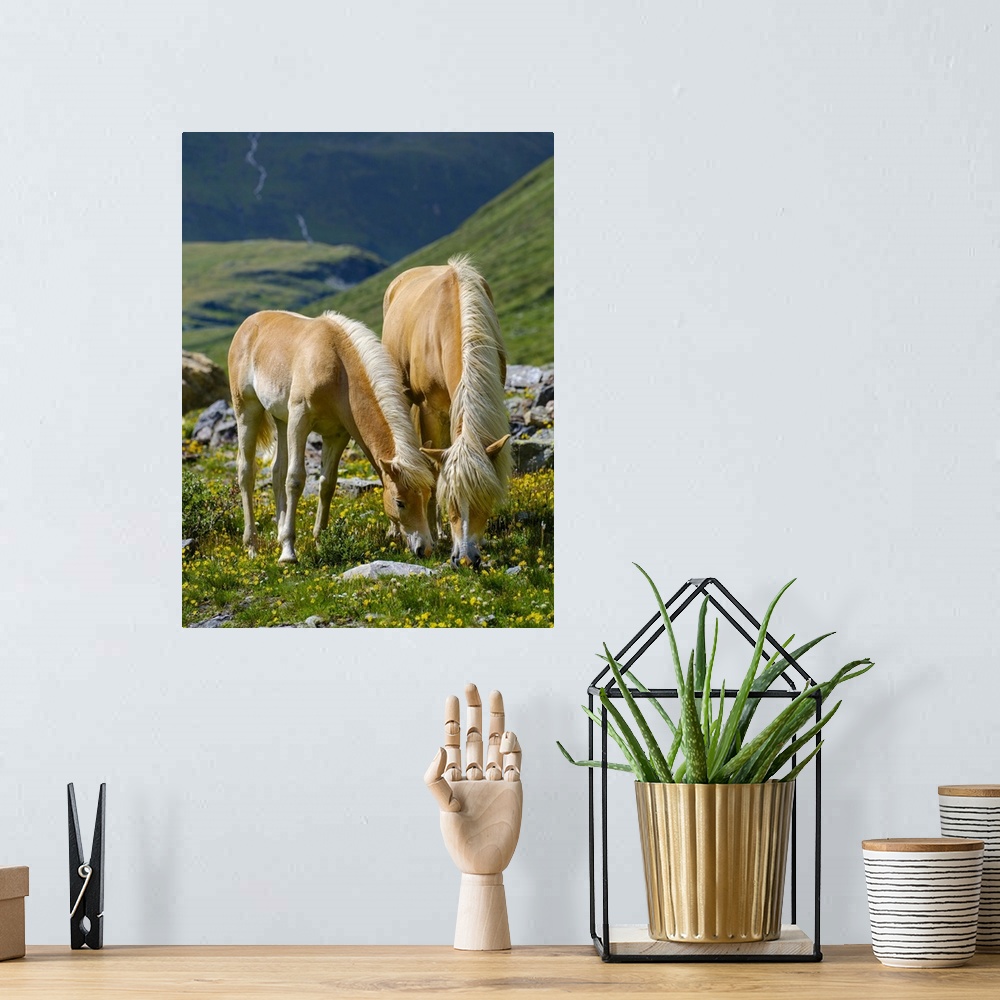 A bohemian room featuring Haflinger Horse On Its Mountain Pasture (Shieling) In The Otztal Alps, Austria, Tyrol