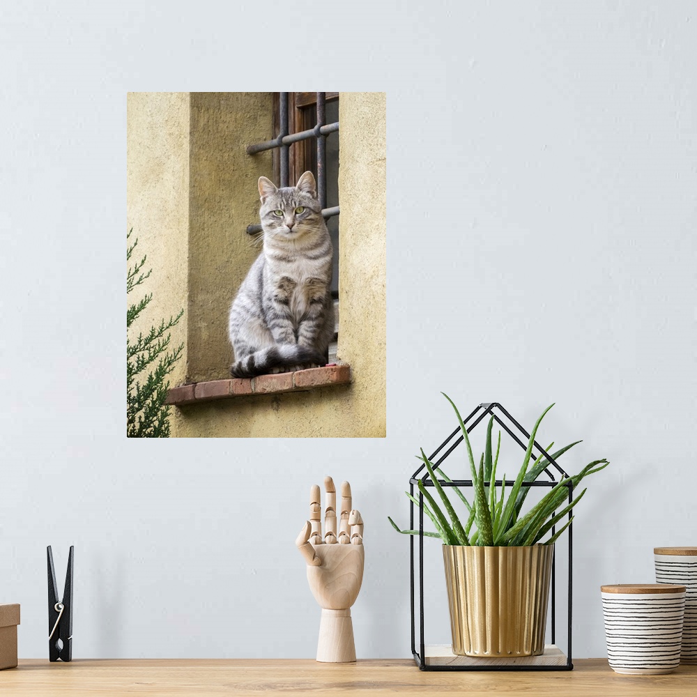 A bohemian room featuring Italy, Tuscany, Pienza. Cat sitting on a window ledge along the streets. Europe, Italy.