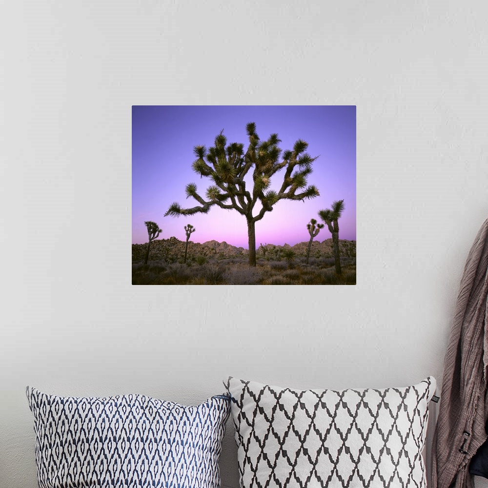 A bohemian room featuring Joshua tree at dusk. Mojave Desert, Joshua Tree National Park, CA