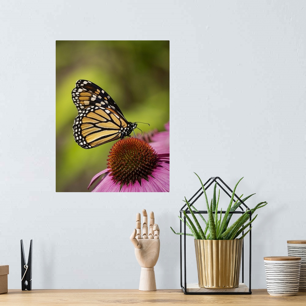 A bohemian room featuring Monarch butterfly on Echinacea flower.