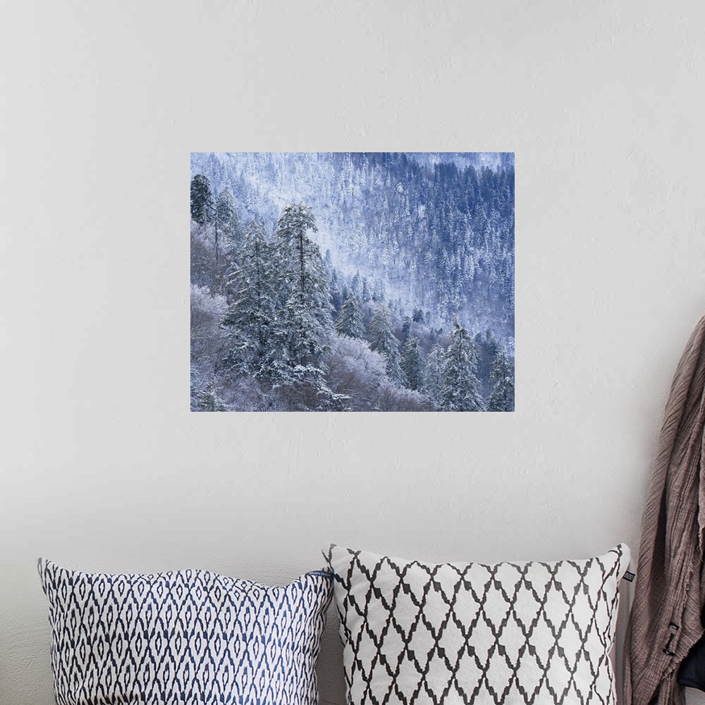 A bohemian room featuring Tennessee, Great Smoky Mountains National Park, Snow covered trees in forest.