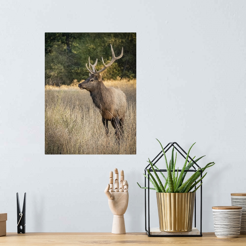 A bohemian room featuring Usa, Washington State, Roslyn. Bull Roosevelt Elk in grass.